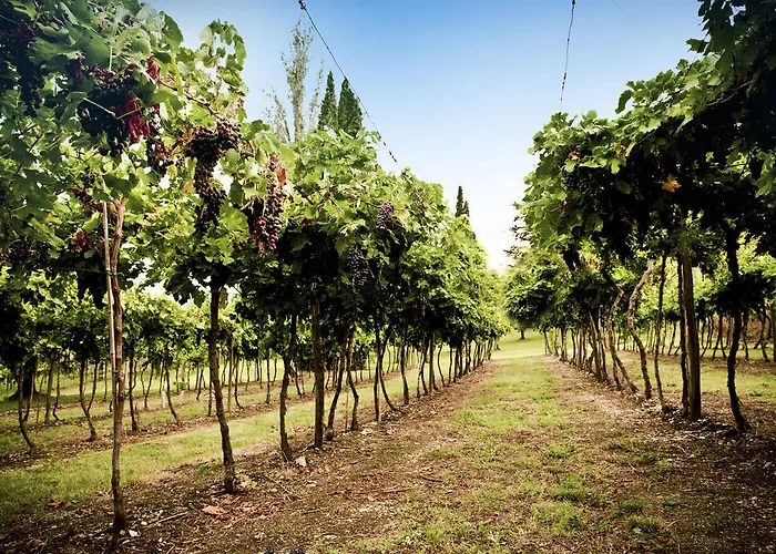 Corte Delle Cicale Bardolino